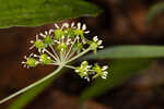 Blue Ridge carrionflower